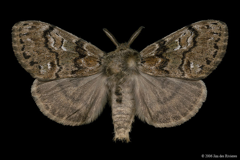 08305-dasychira-pinicola-A