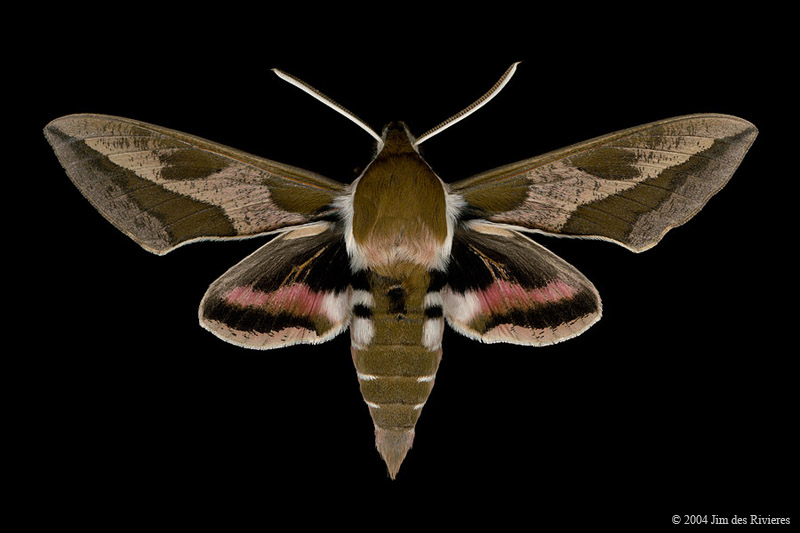 07892-hyles-euphorbiae-A